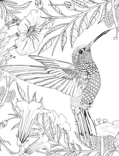 hummingbird coloring page  svg images file