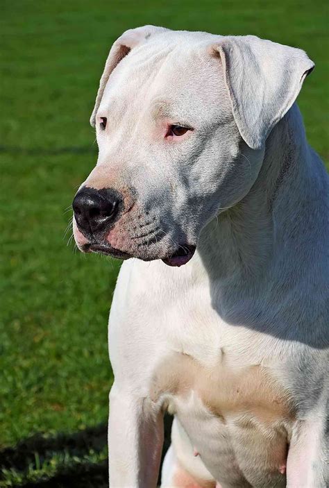 dogo argentino dog breed information characteristics daily paws