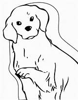Retriever Puppy Easy Puppies Malvorlagen Einfache sketch template