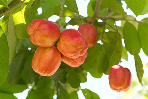 fruit trees home gardening apple cherry pear plum caribbean