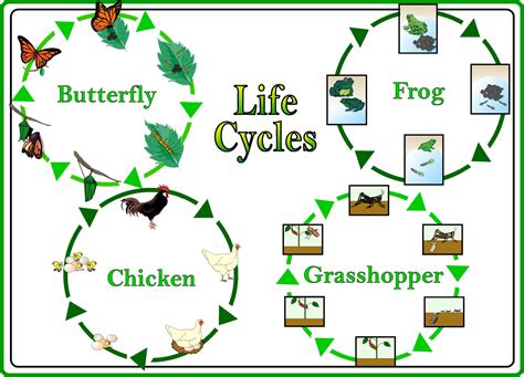 science posters life cyclesjpg