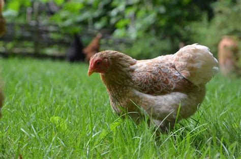 All About Bantam Chicken Breeds Backyard Chicken Project