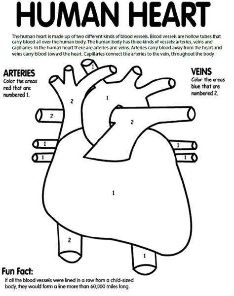 human heart coloring page  crayola heart coloring pages
