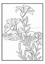Coloring Hiroshige Flowers Cards sketch template