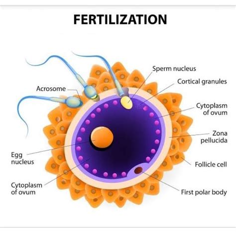describe  process  fertilisation include  labelled diagram