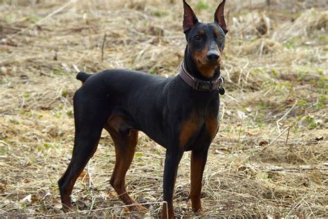 german pinscher dog reviews real reviews  real people