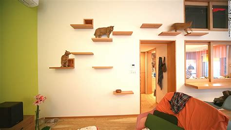 cat flats designing human apartments  feline friends architecture lab