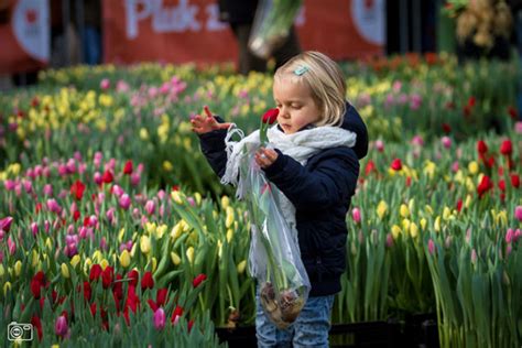 New Tulip Island Amsterdam