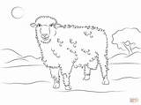 Sheep Coloring Corriedale Pages Cute Drawing sketch template