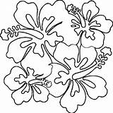 Coloring Flower Hawaiian Wecoloringpage Spread sketch template