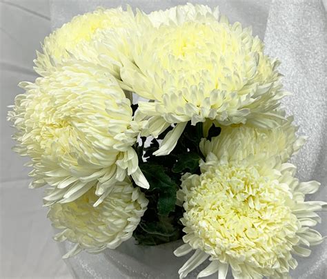 commercial mum white disbudsmums chrysanthemum flowers