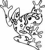 Frog Wecoloringpage sketch template