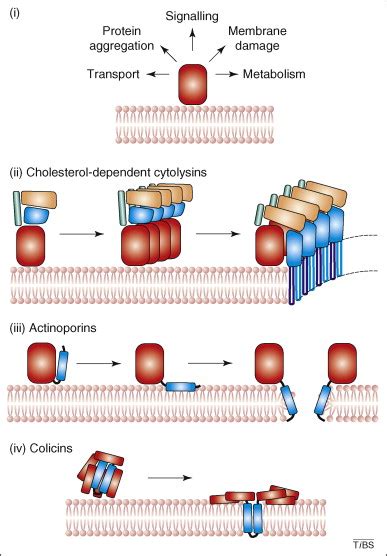 disparate proteins  similar architectures  damage membranes