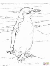 Penguin Realistic Coloring Chinstrap Pages Supercoloring Penguins Animals Printable Color Galapagos Super Categories sketch template