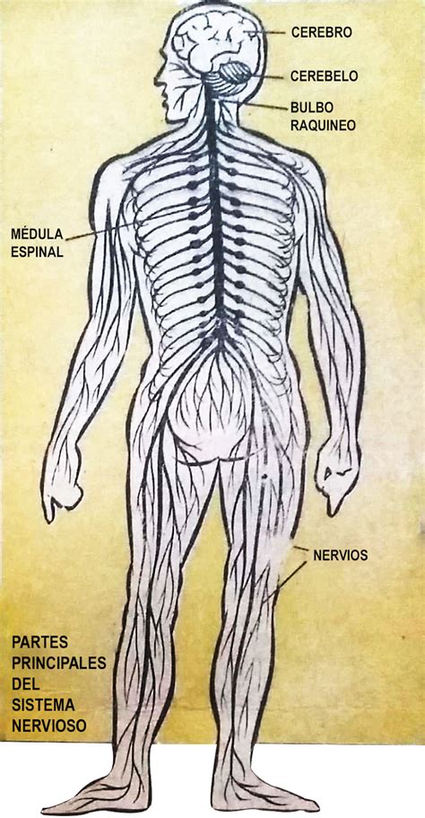 sistema nervioso sistema nervioso images