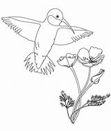 Coloring Pages Hummingbird Flower Bird Kids Drawing Flowers Hummingbirds Printable Drawings Birds Color Book Books Humming Draw Template Popular Coloringhome sketch template
