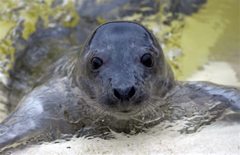 grey seal filmed clapping underwater  communicate newstalk