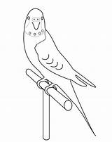 Coloring Parakeet Pages Budgie Draw Bird Getcolorings Printable Getdrawings Choose Board Drawing sketch template