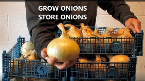 grow onions store onions youtube