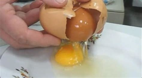 chicken egg  formed    egg earth chronicles news