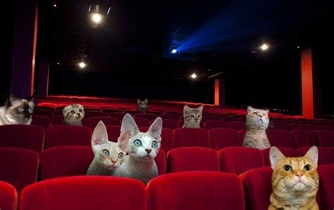 Great Kitten Is This The World S First Cat Cinema The