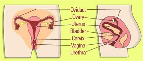 parts and functions of the female reproductive system