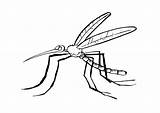 Mosquito Coloring Pages sketch template