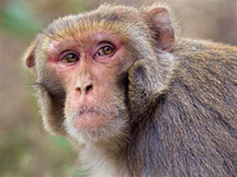 ¿se Reconocen Los Monos Cuando Se Miran En El Espejo