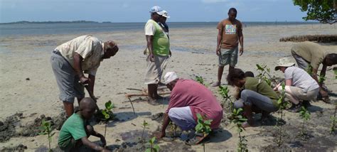 managing mangroves  capturing carbon  kenyan communities