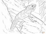 Dragon Coloring Pages Water Chinese Realistic Lizard Drawing Printable Drawings sketch template
