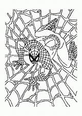 Spiderman Mewarnai Hitam Laba Jaring Atas Putih Paud Contoh Sketsa Kartun sketch template