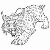 Wildcat Bobcat Getcoloringpages sketch template