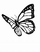 Butterfly Monarch Coloring Pages Clipart Drawing Outline Tattoo Clip Drawings Wing Silhouette Butterflies Printable Cool Designs Cliparts Template Flying Draw sketch template