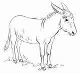 Mule Drawing Coloring Getdrawings Donkey sketch template