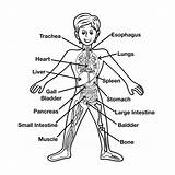 Coloring Pages Body Human Systems Popular sketch template