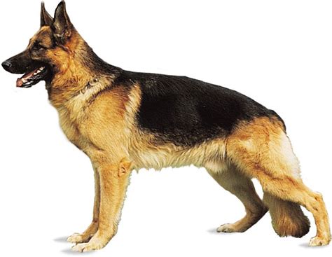 german shepherd dog breed description temperament facts britannica