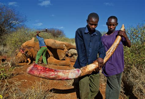 Tracing Ivory Dna Helps Curb Massive Poaching That S