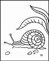 Coloring Snail Pages Sheet Beautiful Animal Printable Coloringcafe Pdf Slow Tiny sketch template