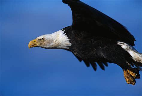 business strategy   flying   eagle   business