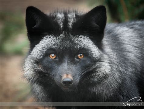 silver fox  bormi  deviantart