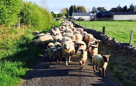 irish sheep farms  viable teagasc agrilandie