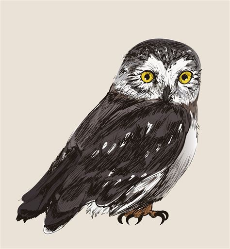 illustration drawing style  owl   vectors clipart