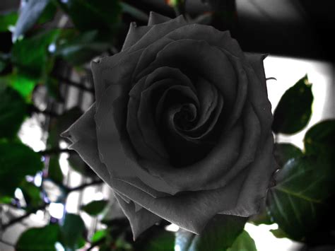 black rose black roses photo  fanpop