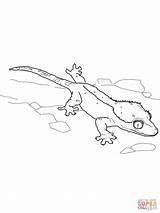 Coloring Pages Gecko Crested Leopard Lizard Printable Clipart Sheet Geico Supercoloring Color Flying Tokay Line Drawing Drawings Getcolorings 78kb 1600px sketch template