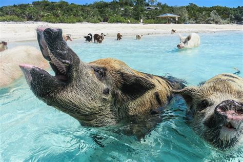 visit  famous swimming pigs  pig island bahamas   exumas