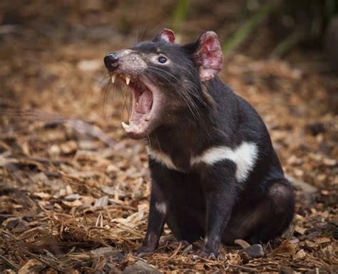 tasmanian devil  wolverine    differences imp world