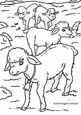 Schafe Schaf Malvorlage Ausmalbilder Weide Asumalen Bauernhof sketch template