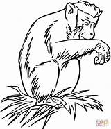 Coloring Chimpance Chimpanzee Chimpances Chimpancé Gorilla Schimpanse Ausmalbild Maleza Sentado sketch template
