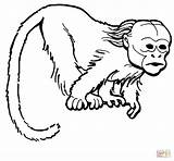 Uakari Monkeys Printable Aap Mammals sketch template