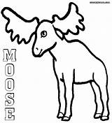 Moose Coloring Pages Colorings sketch template